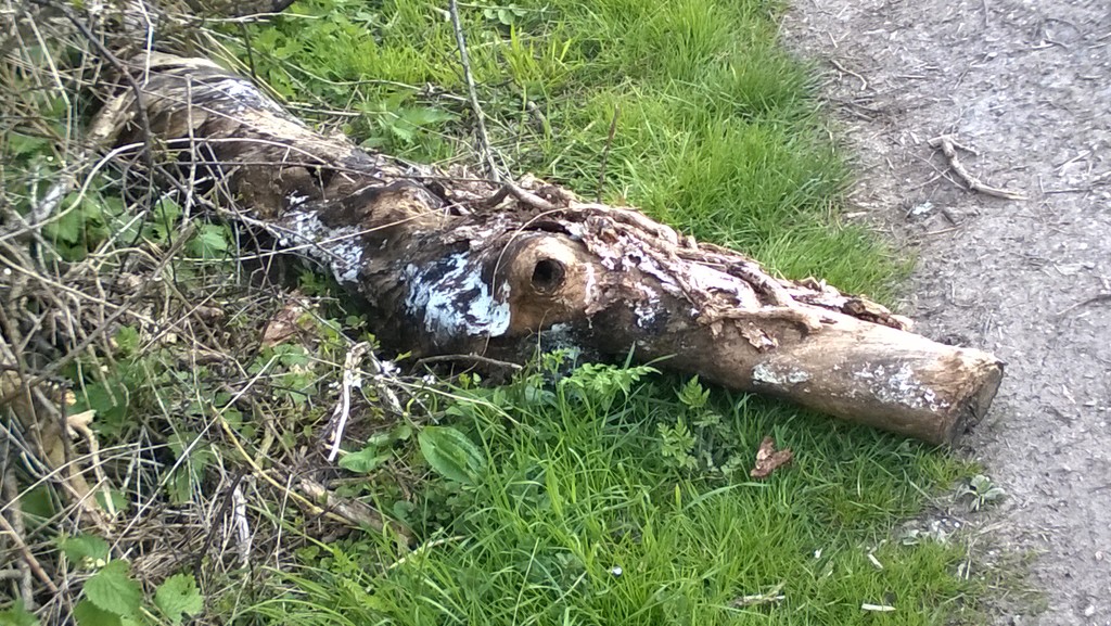 Crocodile shaped log by cataylor41