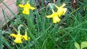 15th Apr 2016 - Daffodils 