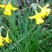 Daffodils  by cataylor41
