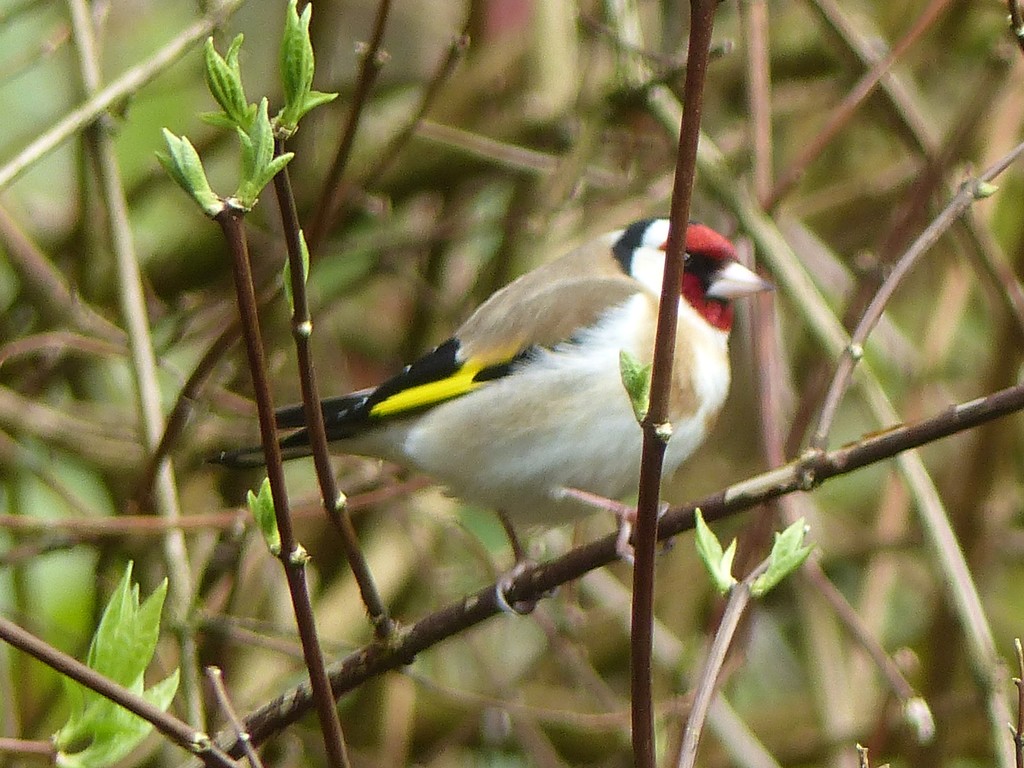  Goldfinch  by susiemc