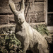 wooden hare by jocasta