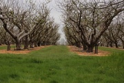 22nd Apr 2016 - avenue of apple trees