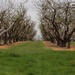 avenue of apple trees by jennyjustfeet