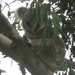 Swashbuckler by koalagardens