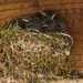 Eastern Phoebe nest by rontu