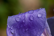 22nd Apr 2016 - IMG_7757 Water droplets on Water Iris