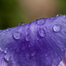 IMG_7757 Water droplets on Water Iris by rontu