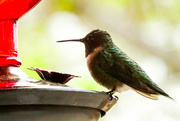 22nd Apr 2016 - First Hummer of the Year - Right on Schedule