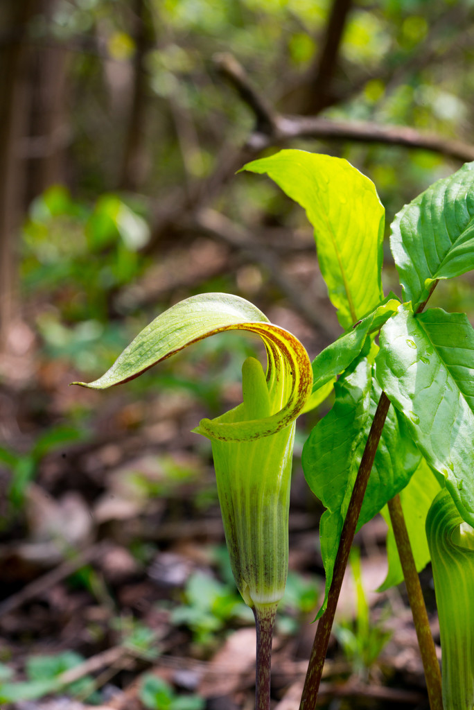 Jack-in-the-pulpit by rminer