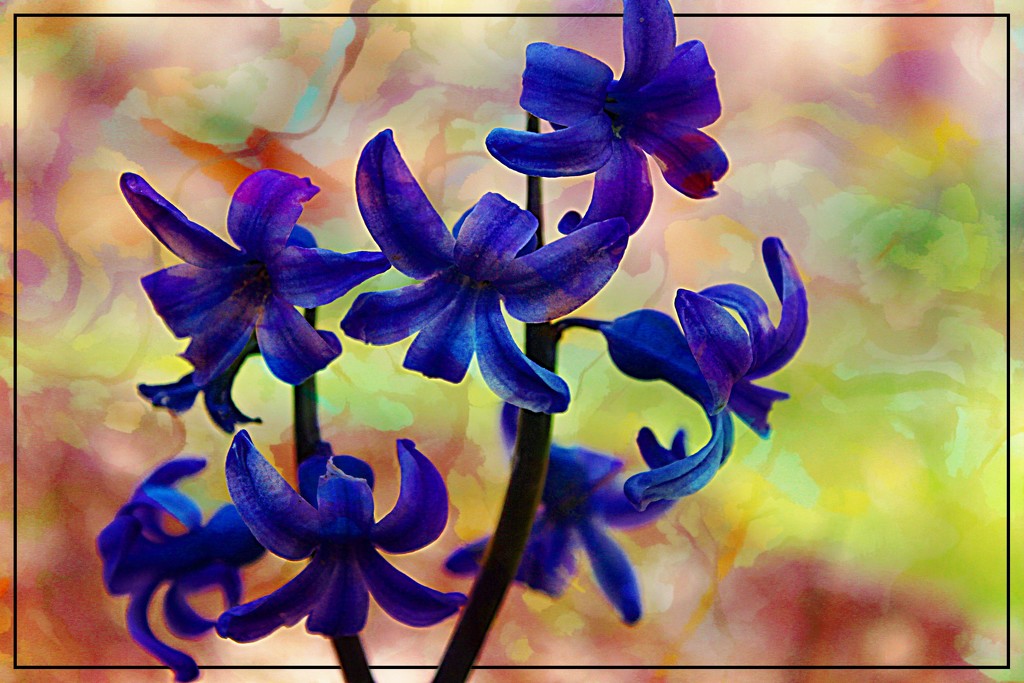 Unknown Blue Flowers by olivetreeann