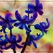Unknown Blue Flowers by olivetreeann
