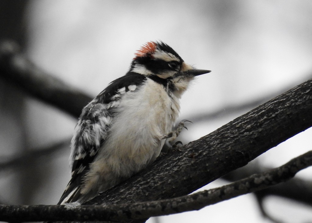 rainy day bird by amyk