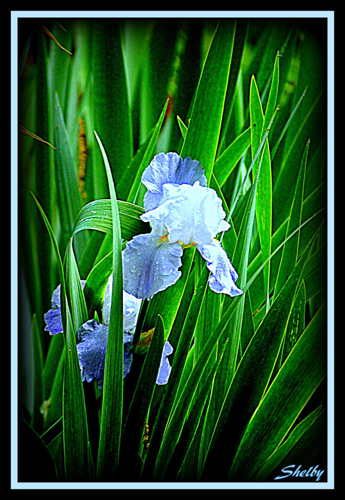 Blue and White Iris by vernabeth