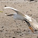 Snowy egret in flight at the beach. by sailingmusic