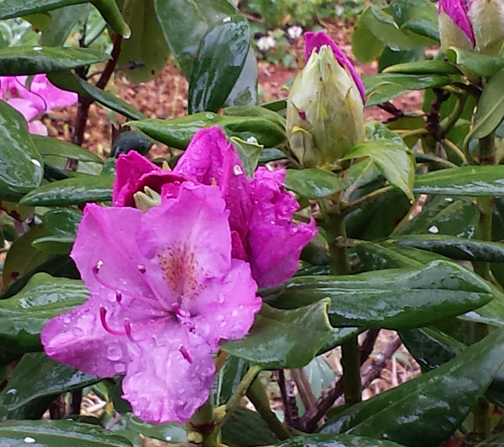 Rhododendron by randystreat