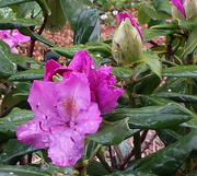 22nd Apr 2016 - Rhododendron