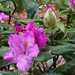 Rhododendron by randystreat