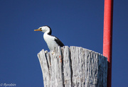 20th Apr 2016 - Cormorant lookout