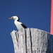 Cormorant lookout by flyrobin