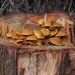 Forest fungi  by kiwinanna