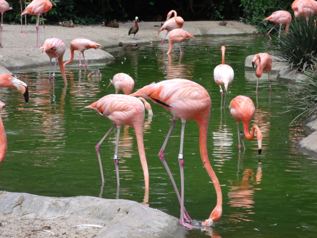 Flamingo Lake by jnadonza