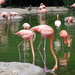 Flamingo Lake by jnadonza