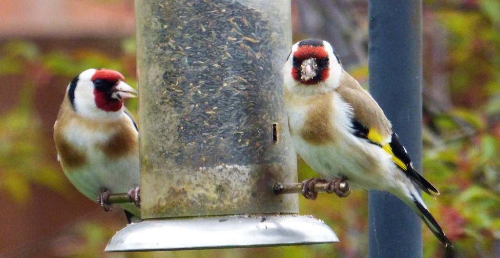 Goldfinches  by beryl