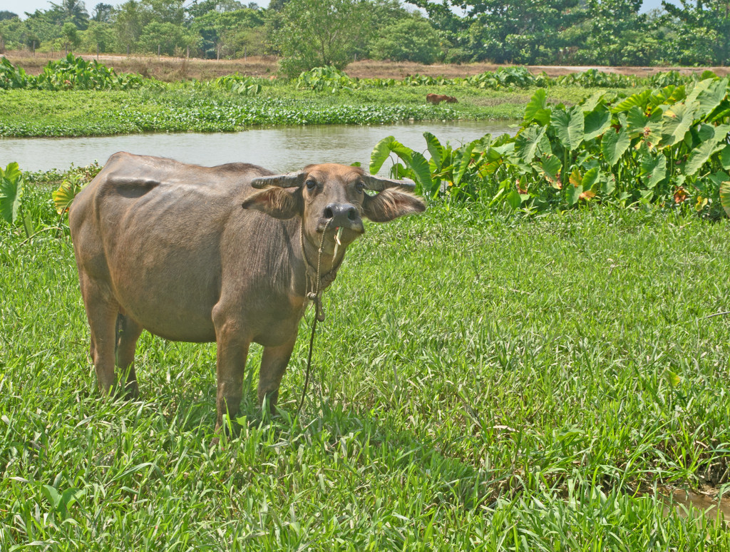 Water Buffalo grassing by ianjb21