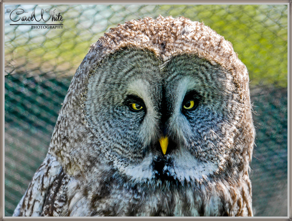 Great Grey Owl by carolmw