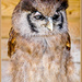 Milky Eagle Owl by carolmw