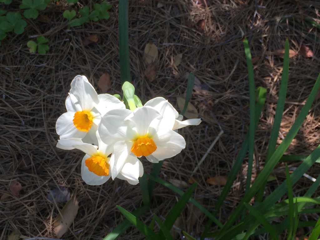 Daffodils by congaree