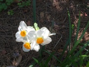 23rd Apr 2016 - Daffodils