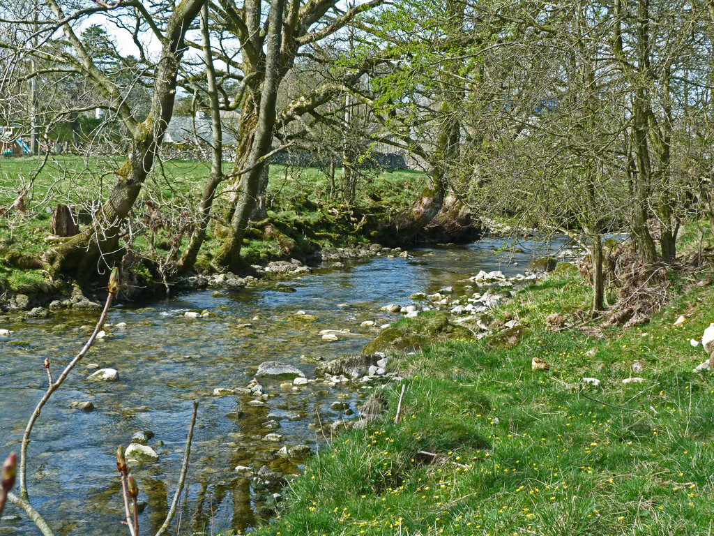 The river in spring by shirleybankfarm