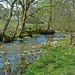 The river in spring by shirleybankfarm
