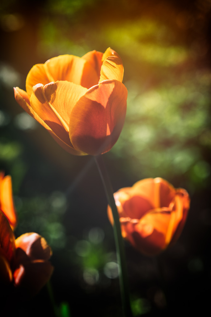 Tulips by jocasta