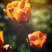 Tulips by jocasta