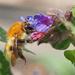 Common Carder Bee by philhendry
