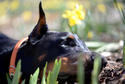 23rd Apr 2016 - Harley laying in the daffodils!