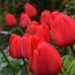 Tulips by ianmetcalfe
