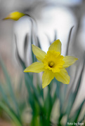 22nd Apr 2016 - The daffodils are out!