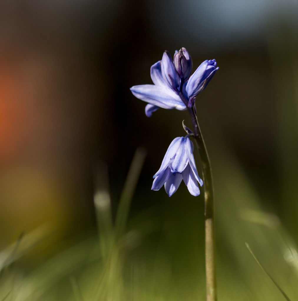 First Bluebell by shepherdmanswife