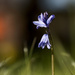 First Bluebell by shepherdmanswife