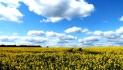 23rd Apr 2016 - Sea of Yellow-Sky of Blue