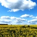 Sea of Yellow-Sky of Blue by ajisaac