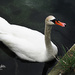 Swan by elisasaeter