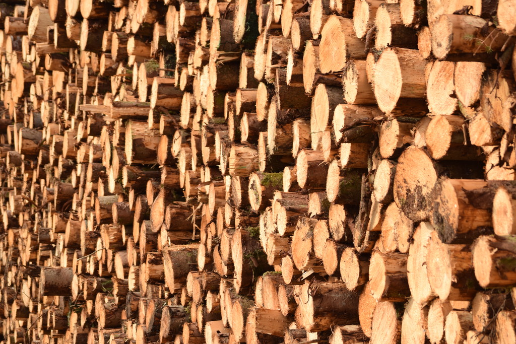 wood pile by christophercox