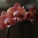 Day 114 - Half price orchid... by wag864