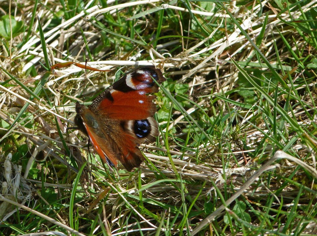 Peacock butterfly by shirleybankfarm