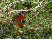 23rd Apr 2016 - Peacock butterfly