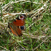 Peacock butterfly by shirleybankfarm